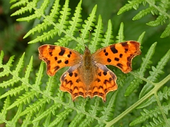 David Plant Photography - Wildlife Photographer - Comma - A